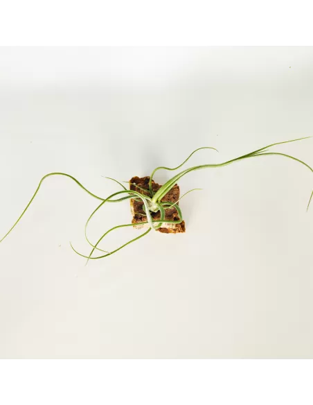 Tillandsia Wavy Wonder