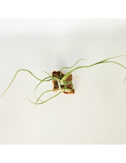 Tillandsia Wavy Wonder