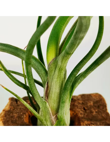 Tillandsia Wavy Wonder