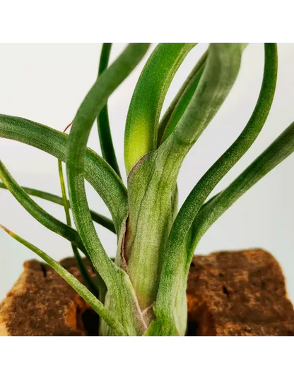 Tillandsia Wavy Wonder