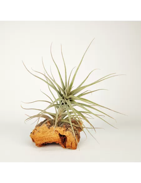 Tillandsia werdermannii