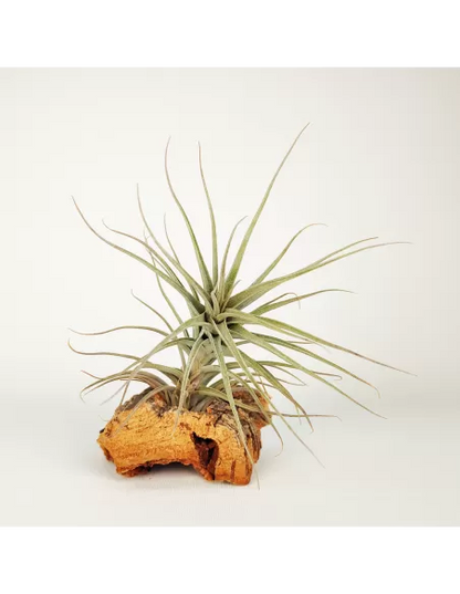 Tillandsia werdermannii