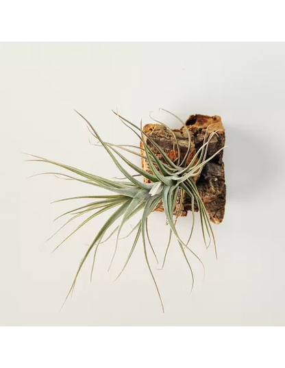 Tillandsia werdermannii