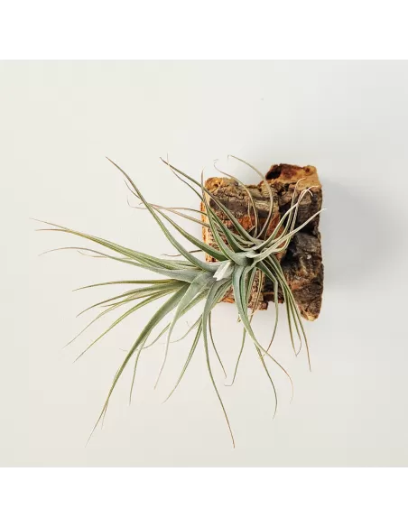 Tillandsia Werdermannii
