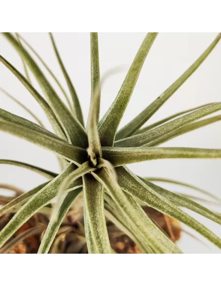 Tillandsia werdermannii