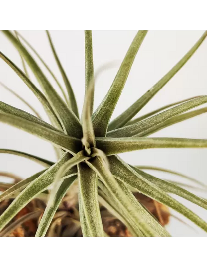 Tillandsia werdermannii