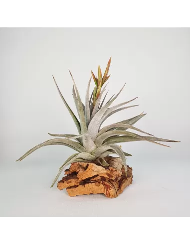 Tillandsia White Star