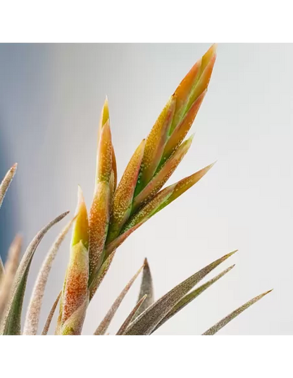 Tillandsia White Star