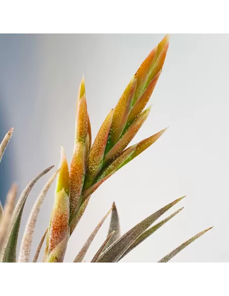 Tillandsia White Star