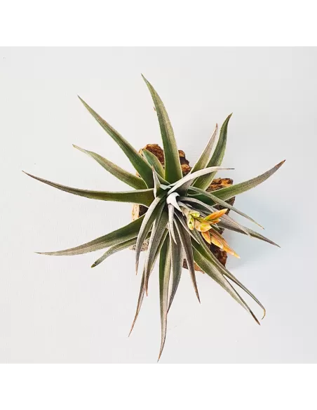 Tillandsia White Star