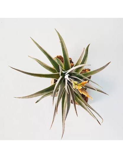 Tillandsia White Star