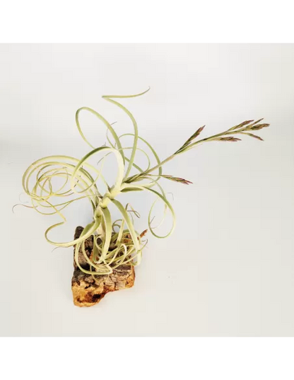 Tillandsia Wonga