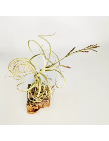 Tillandsia Wonga