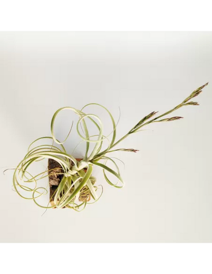 Tillandsia Wonga
