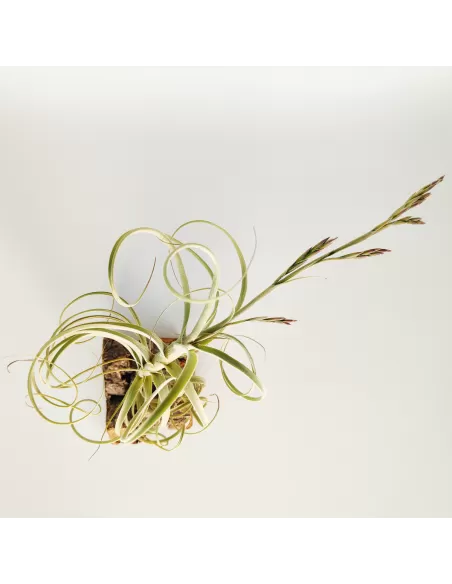 Tillandsia Wonga