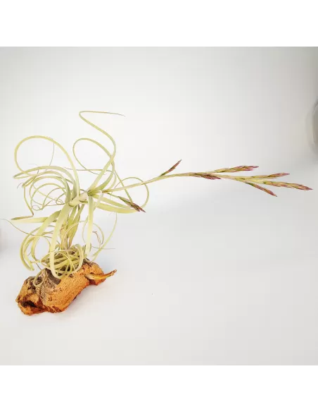 Tillandsia Wonga
