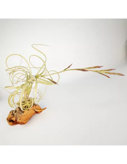 Tillandsia Wonga
