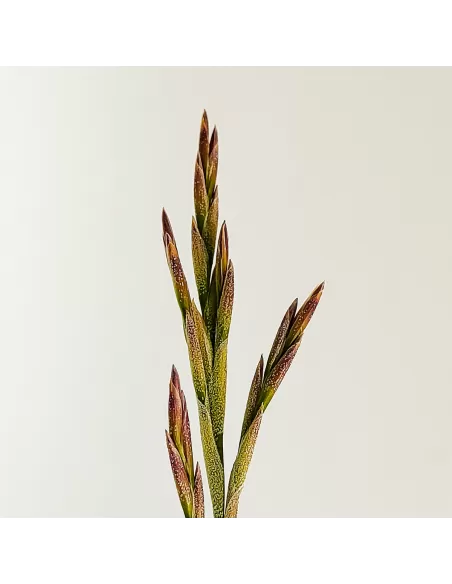 Tillandsia Wonga