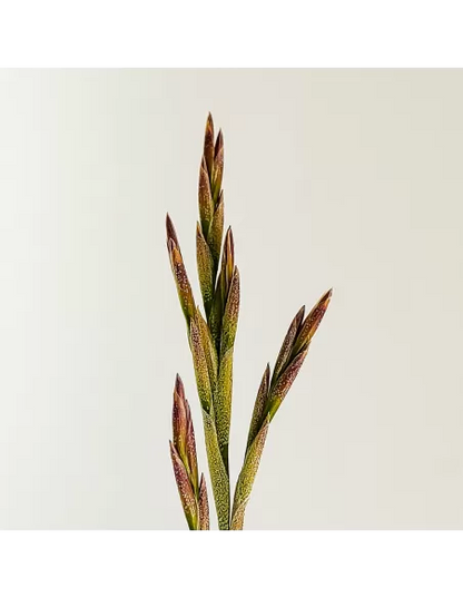 Tillandsia Wonga