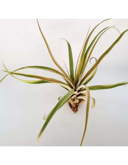 Tillandsia Rio Hondo