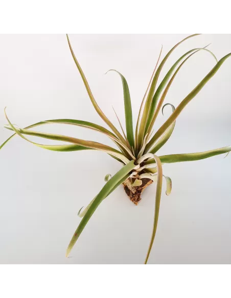 Tillandsia Rio Hondo