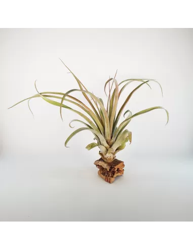 Tillandsia Rio Hondo