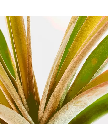 Tillandsia Rio Hondo