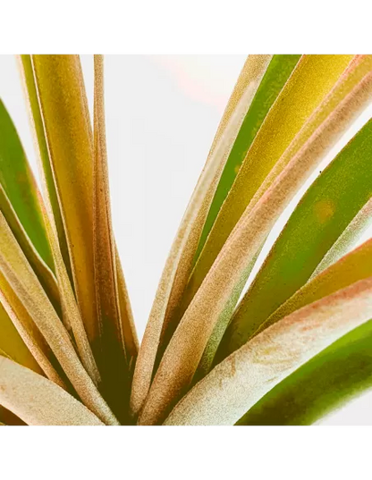 Tillandsia Rio Hondo