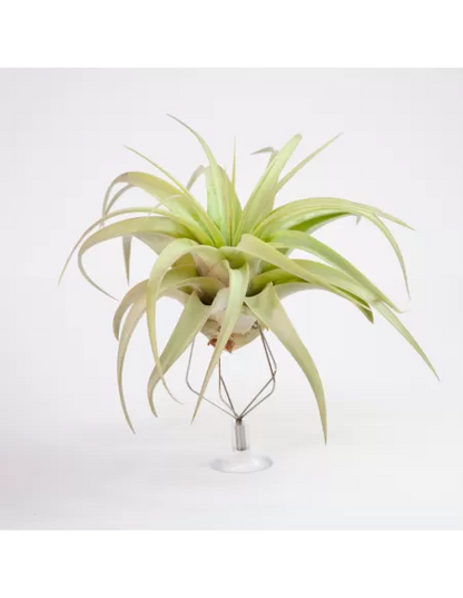 Tillandsia Rio Hondo