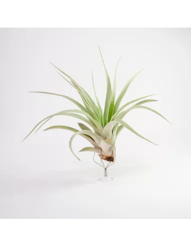 Tillandsia Xerografica x Harrisi