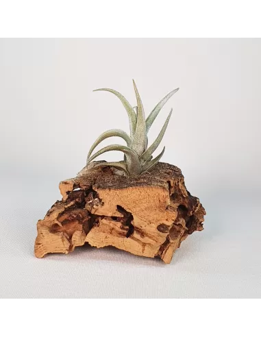 Tillandsia Xiphioides Enano