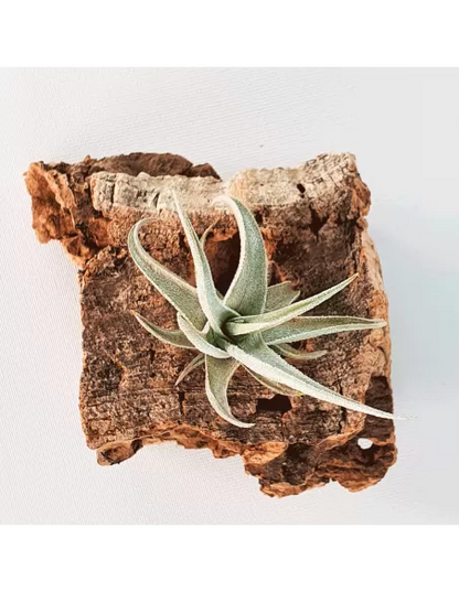 Tillandsia Xiphioides Enano