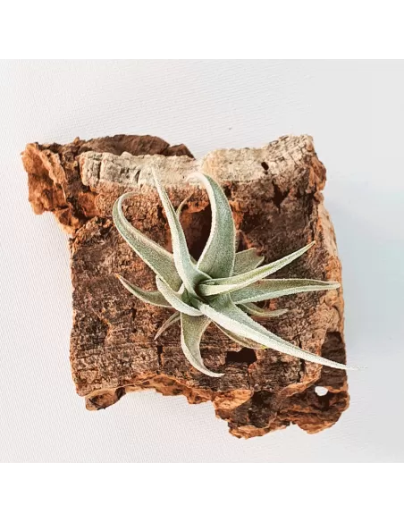 Tillandsia Xiphioides Enano