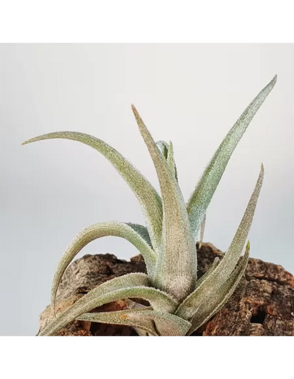 Tillandsia Xiphioides Enano