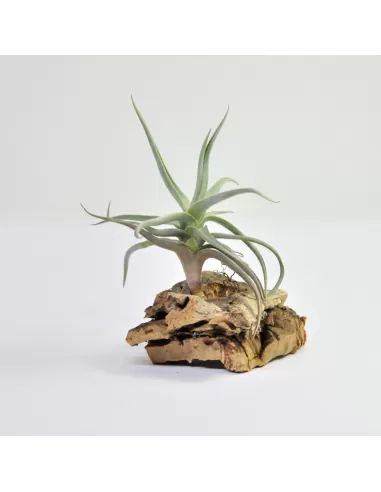 Tillandsia Xiphioides