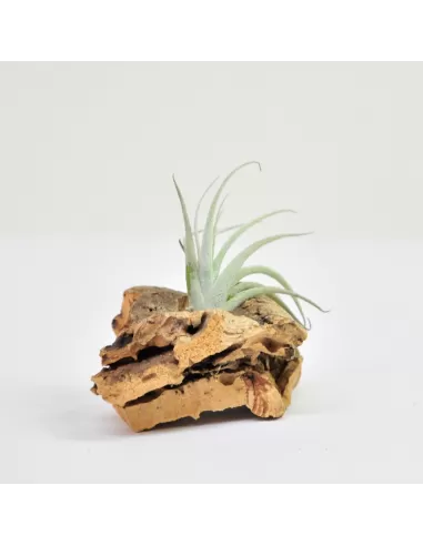 Tillandsia Zecheri Cafayatensis