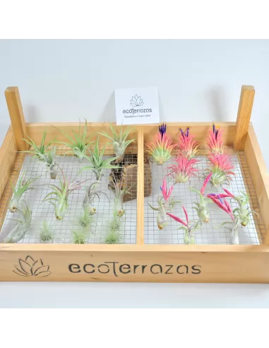 Pack 25 Tillandsias