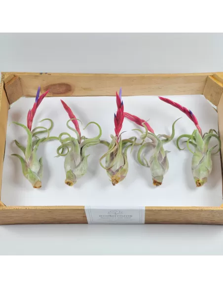 Pack 25 Tillandsias