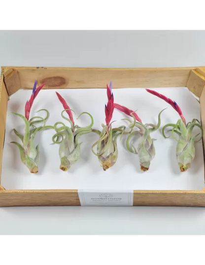 Pack 25 Tillandsias