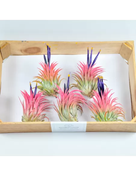 Pack 25 Tillandsias