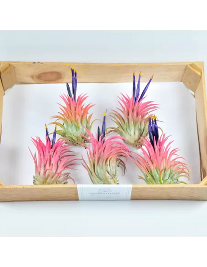 Pack 25 Tillandsias