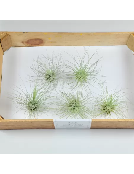 Pack 25 Tillandsias