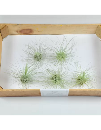 Pack 25 Tillandsias