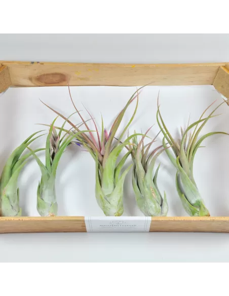 Pack 25 Tillandsias