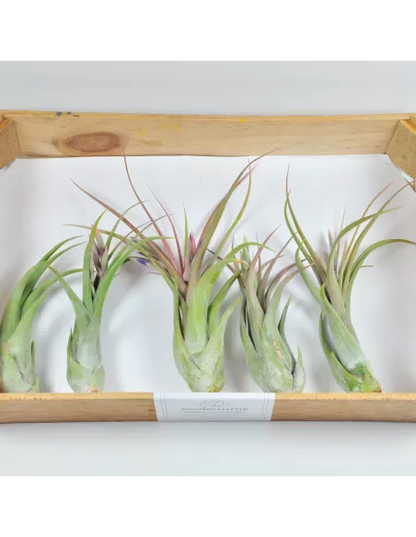 Pack 25 Tillandsias