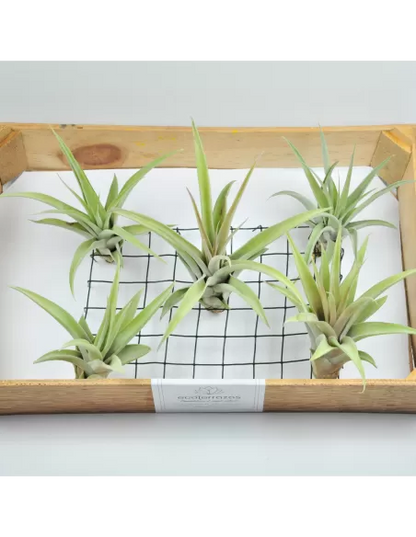 Pack 25 Tillandsias