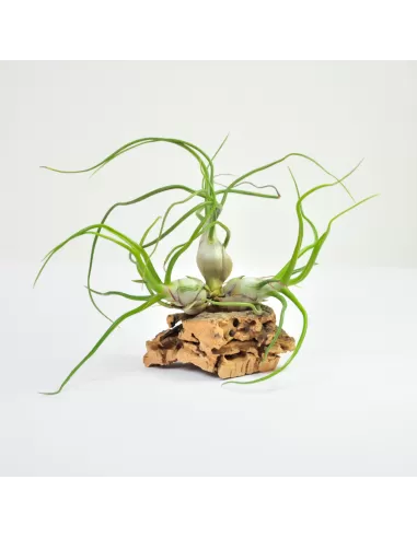 Tillandsia Bulbosa Clump