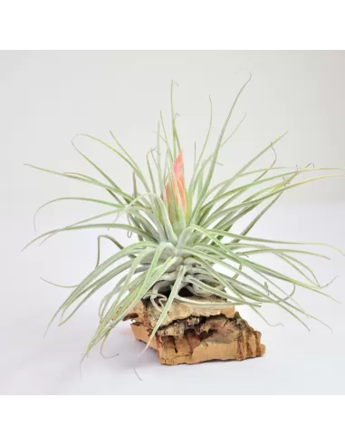 Tillandsia Velickiana
