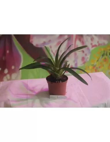 Vriesea duvaliana