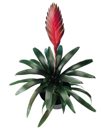 Vriesea duvaliana